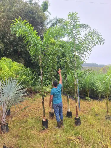 Palmeira rabo de raposa 3mt