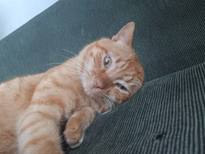 ADOTE lindo laranja POLKA castradinho