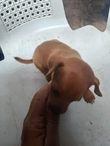 Vende_ se Pincher 1
