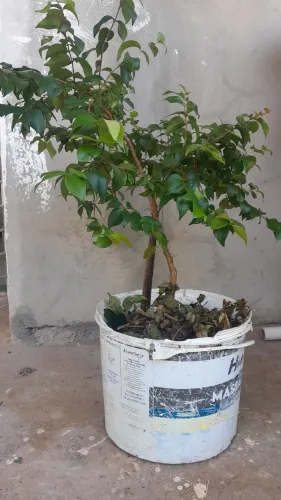 Pé de Pitanga adulto.