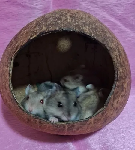 Hamster Anão russo 