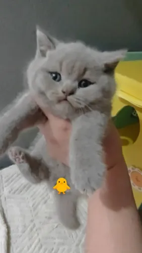 British Shorthair fotos reais SP