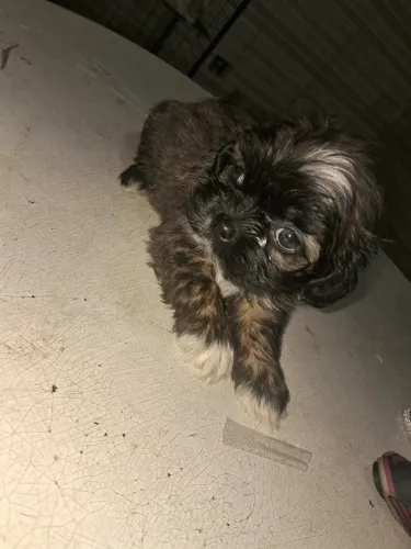 SHIH TZU MACHO ZAP *
