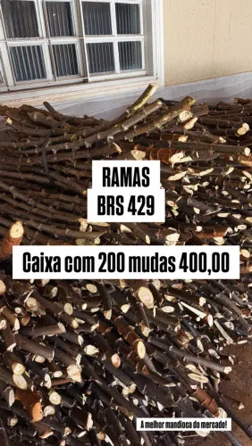 Vendo ramas BRS 429 melhor mandioca do mercado