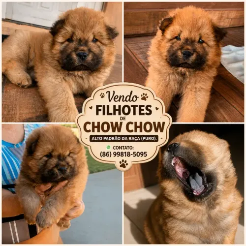 Vendo Filhotes de Chow Chow (macho)