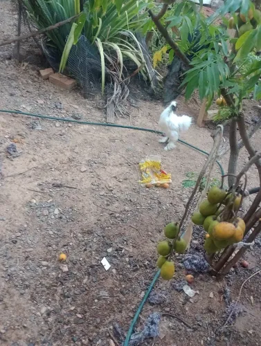 Frango raça sedosa ou japonês