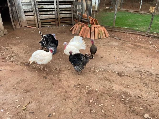 Peru