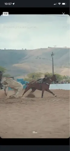 Cavalo de Direita 