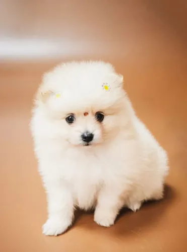 Lulu da pomerania 