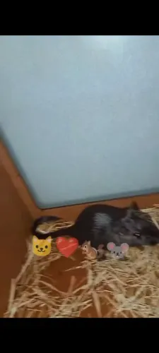 Doação 2 hamster 