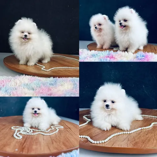 FILHOTES DE LULU DA POMERÂNIA/ A PARTIR DE 1900!!!