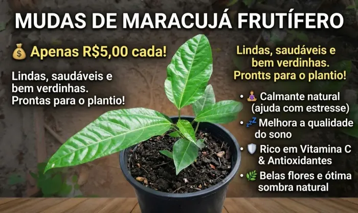Mudas de Maracujá
