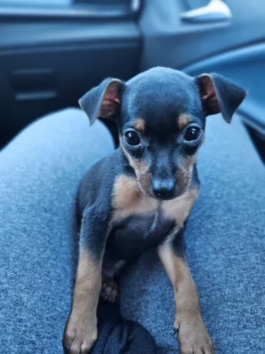 Pinscher/Pincher Cachorro Miniatura Legítimo Macho e Fêmea Vacinados SP
