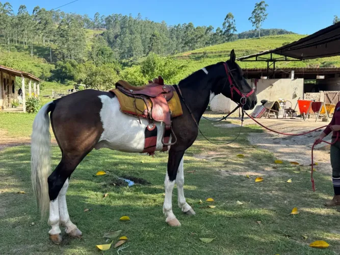 Vendendo cavalo