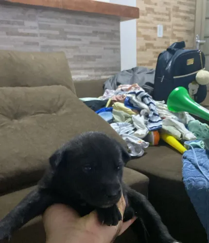 Dog