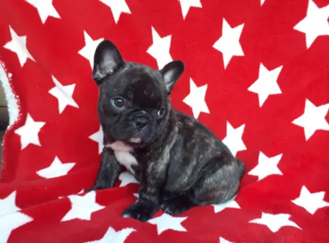 Bulldog Francês pirata/tigrado/fulvo/branco