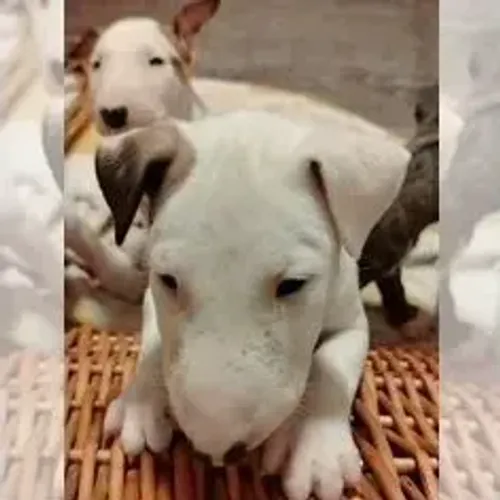Bull Terrier,Bull Terrier Filhote Estrutura Perfeita Disponível