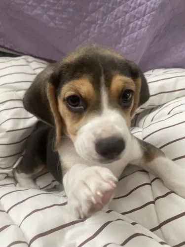Beagle puro para familia
