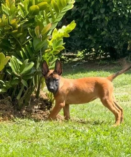 Pastor belga malinoá disponível