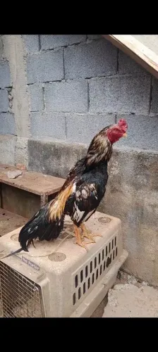 Galo