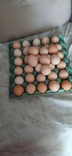 Ovos de GSB