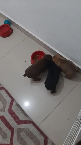 Lindos filhotes de cachorro pinscher com 28 dias ideal pra quem procura cachoro pequeno