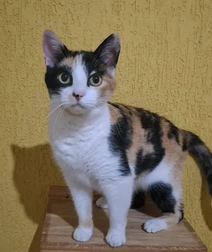 Gato