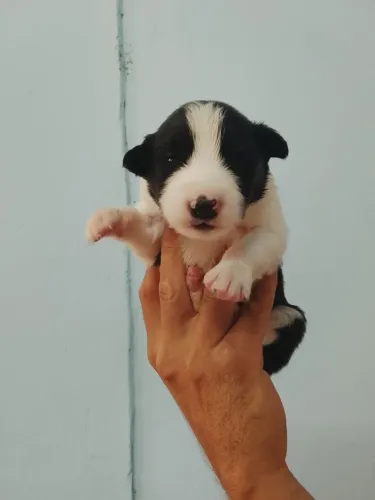 Border collie