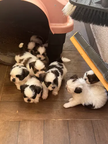 Filhotes Shih tzu