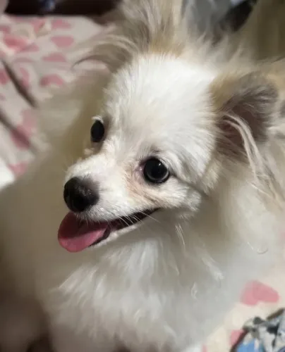 SPITZ ALEMÃO BRANCA FÊMEA