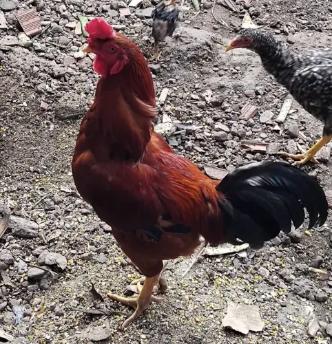 Vende se galo caipira 