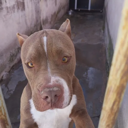 Doa -se Pitbull Macho 4 Anos
