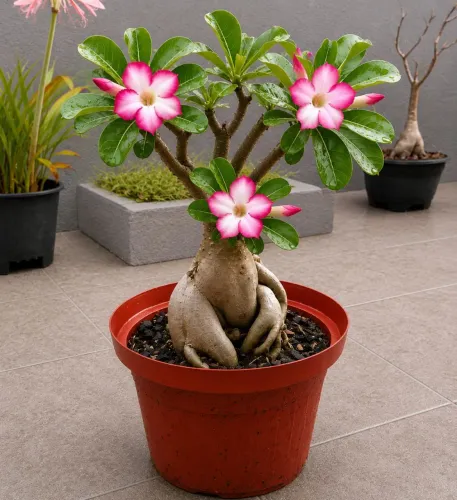 Rosa do Deserto 