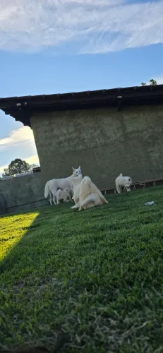 Filhotes de akita