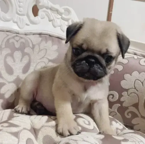 Filhotinhos pug de pelagem densa dócil e temperamento saudável ativo