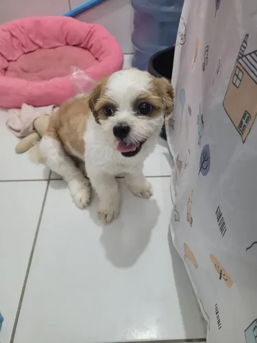 Vendo cachorra 8 meses 