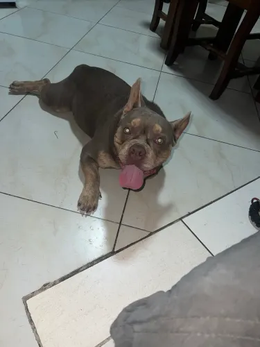 Buldogue francês com american bully