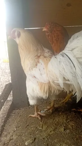Galo galinha