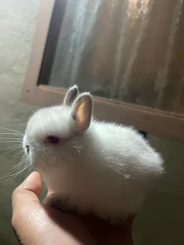Mine coelho