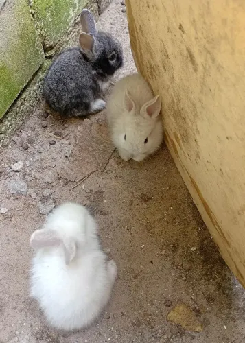 Coelhos filhotes