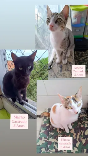 Gatinhos para adoção.