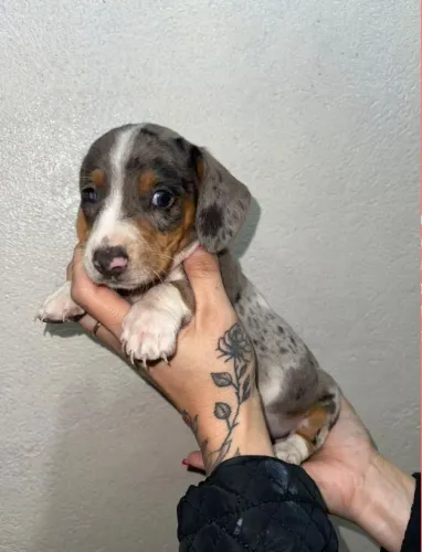 Dachshund
