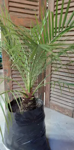 Palmeira fenix