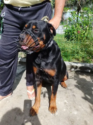 Rottweiler filhotes