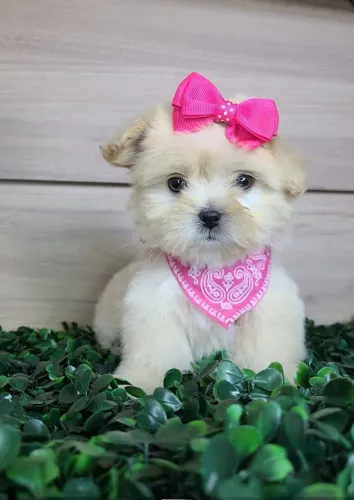 Lhasa Apso Fêmeas Disponíveis 