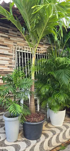 Palmerinha