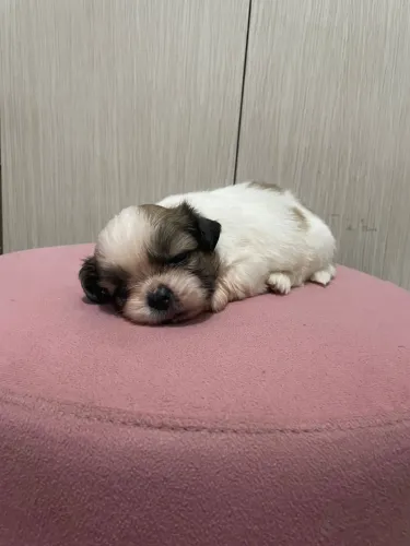 Filhotes de shit Zú