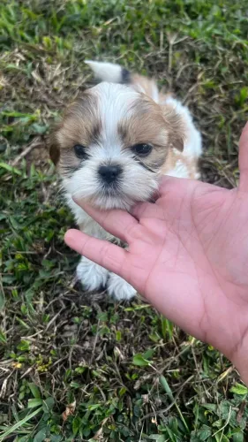 filhotes de shihtzu - amor e fofura em cada patinha!