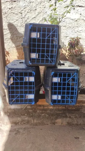 Transporte cão