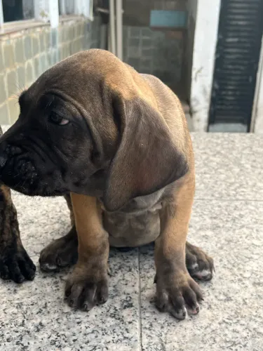 FILHOTES DE FILA BRASILEIRO - MACHOS E FÊMEAS
